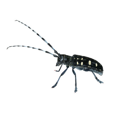" Asian Long-Horned Beetle " by Damon Crook