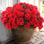 6 pièces de fleurs de géranium artificielles - Faux plantes rouges en soie résistantes aux rayons UV pour les centres de jardin, de maison, de cuisine et de table