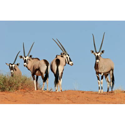 " Gemsbok Antelopes " by Ecopic