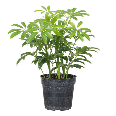 Live Arboricola Umbrella Tree Schefflera Indoor Houseplant in 4 Inch Nursery Pot