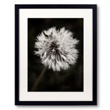 Water Drops On Dandelion Flower Print by Scott Norris