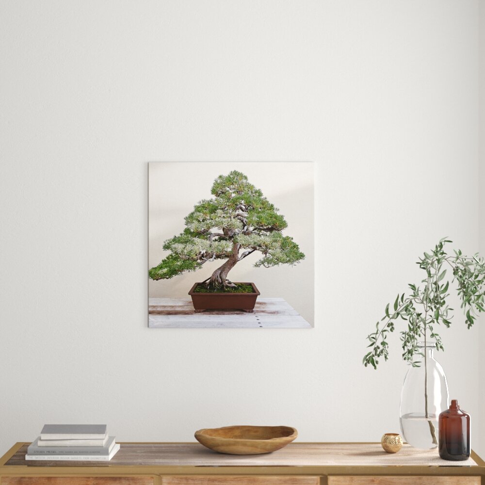 Leinwandbild Bonsai Baum