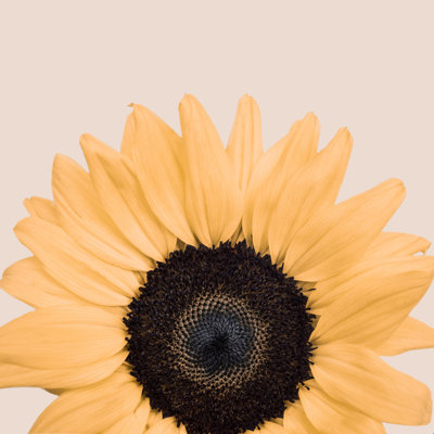 Joli tournesol par Kathrin Pienaar - reproduction