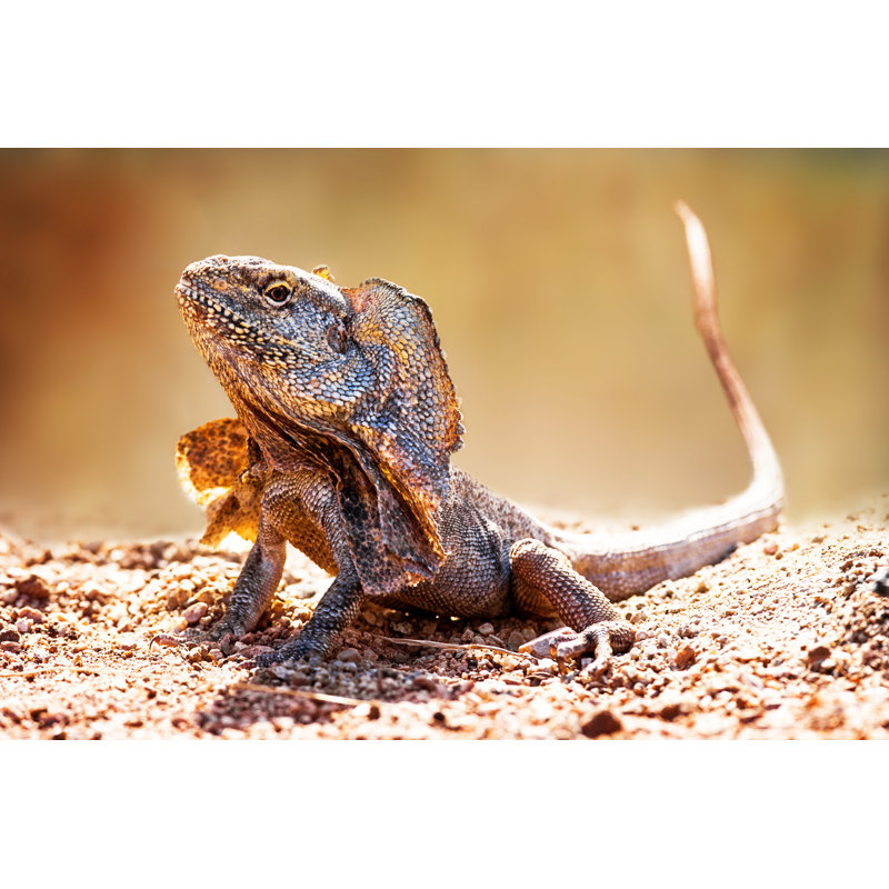 " Frilled Neck Lizard " by Adogslifephoto, 32" H x 48" W  