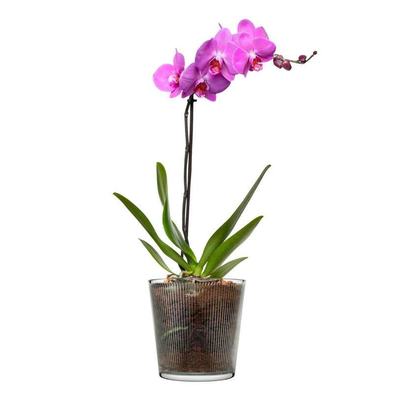Gaby Glass Table Vase