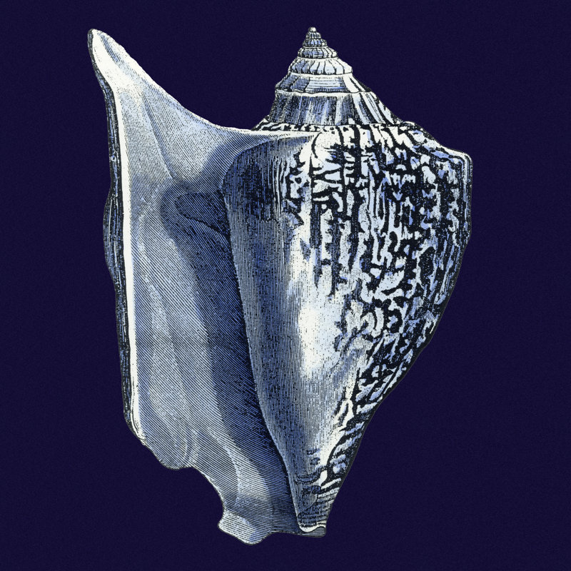 Y SE PAPER Indigo Shells I, H 30 po x l 30 po x P 1,25 po, Non, Toile tendue