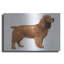 «Cocker Spaniel» par Harro Maass-1904231844