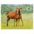 Polyester Animals/Nature Rectangle Placemat