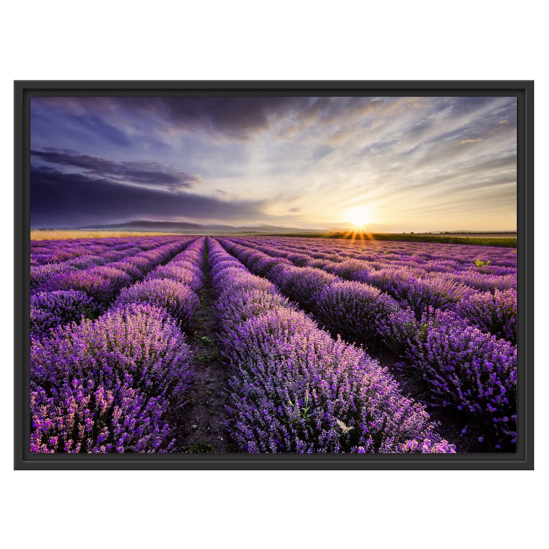 Gerahmtes Wandbild Traumhafte Lavendel Provence