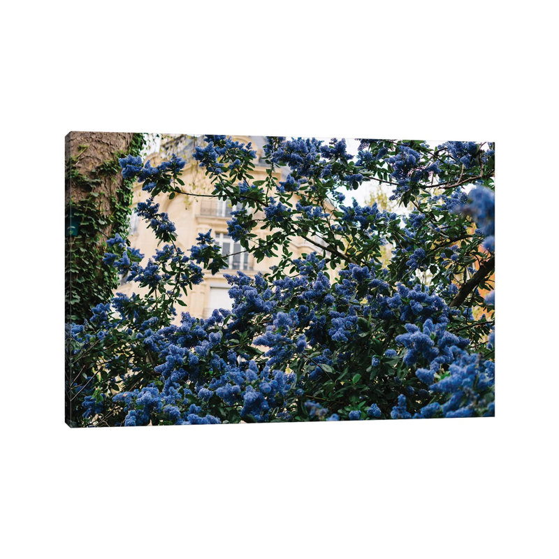 Paris Garden III by Bethany Young - Print on Canvas, Wrapped Canvas, 45.72cm H x 66.04cm W x 1.91cm D