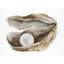 Oyster 4-1731264107-1731264109
