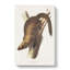 Marten by J.W. Audubon - Wrapped Canvas-55362778