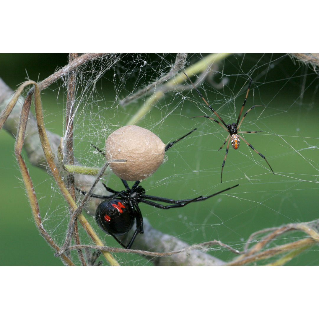 Männliche & weibliche Schwarze Witwenspinne mit Eiersack von Mark Kostich - Kunstdrucke ohne Rahmen auf Leinwand