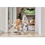 Sia Dog Bowl-641212995-641212994