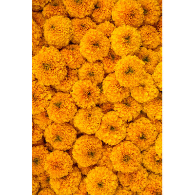 Marigold Flowers Garland Background - Wrapped Canvas Print