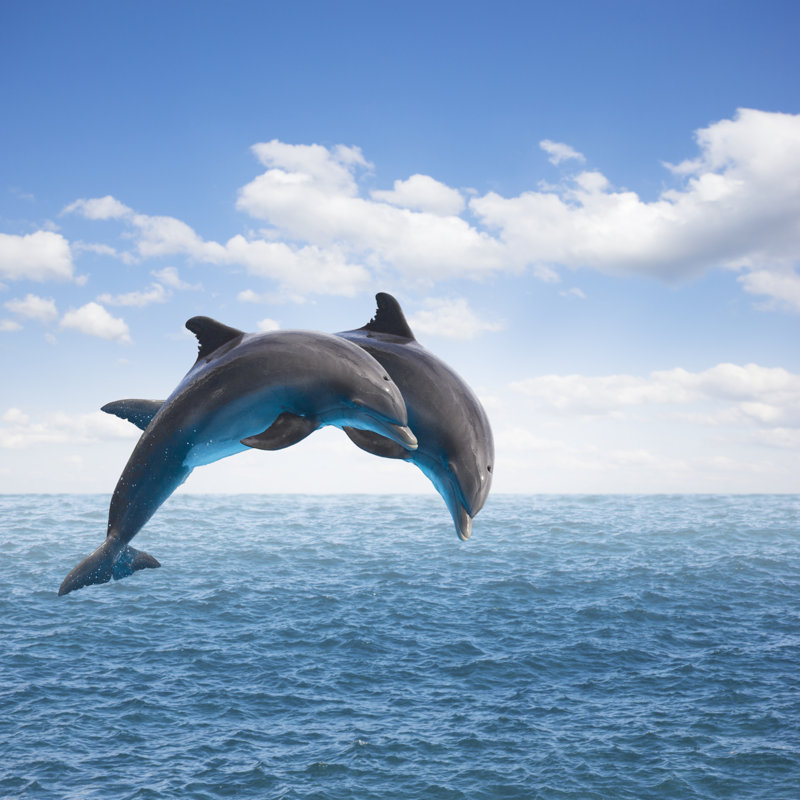 Two Jumping Dolphins - Wrapped Canvas Print, 30cm H x 30cm W