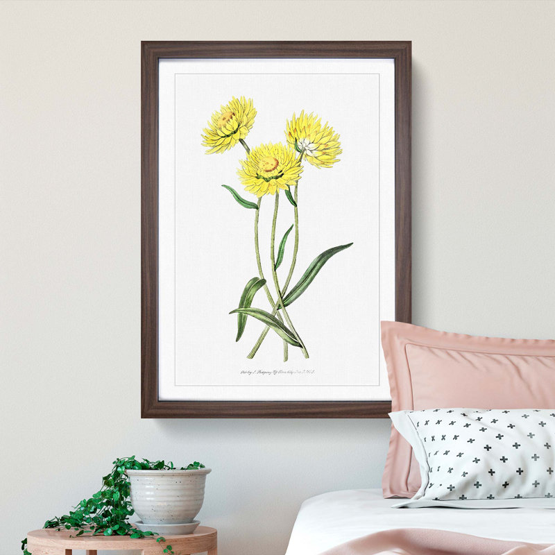Yellow Starflowers - Framed Print, 36cm H x 27cm W x 2cm D, Walnut Framed
