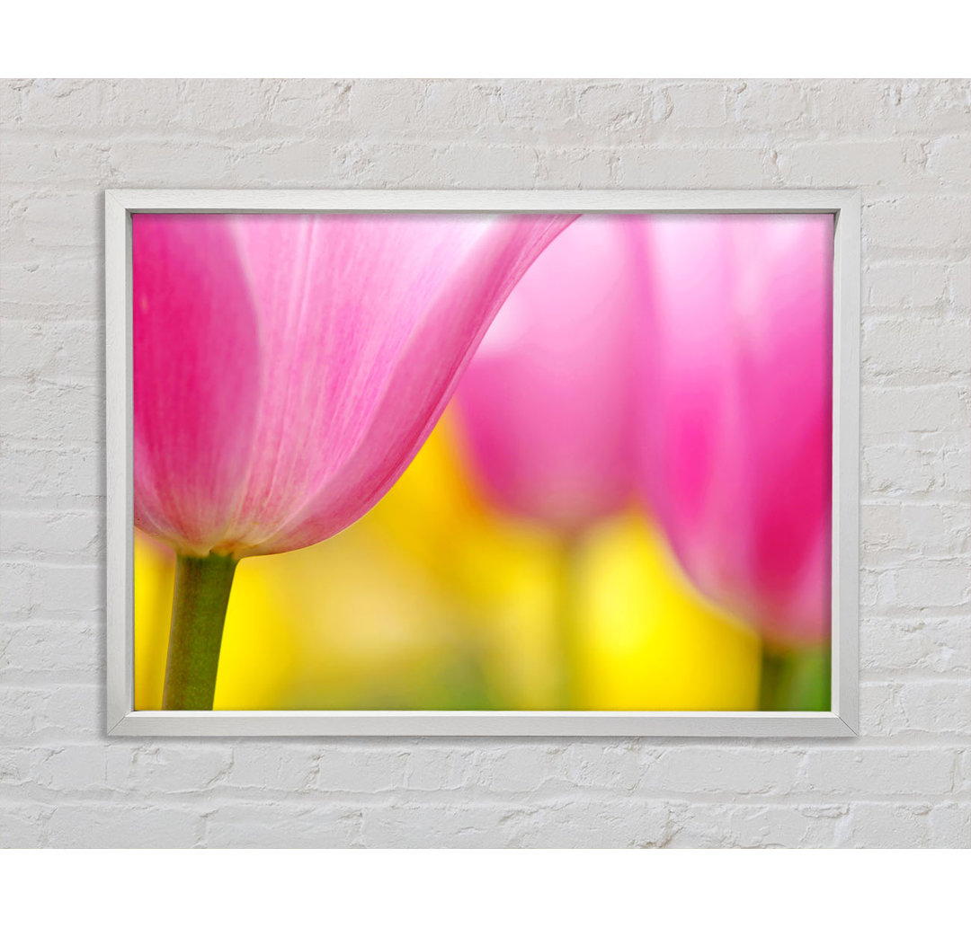 Close-Up Soft Heaven Tulip - Single Picture Frame Kunstdrucke auf Leinwand