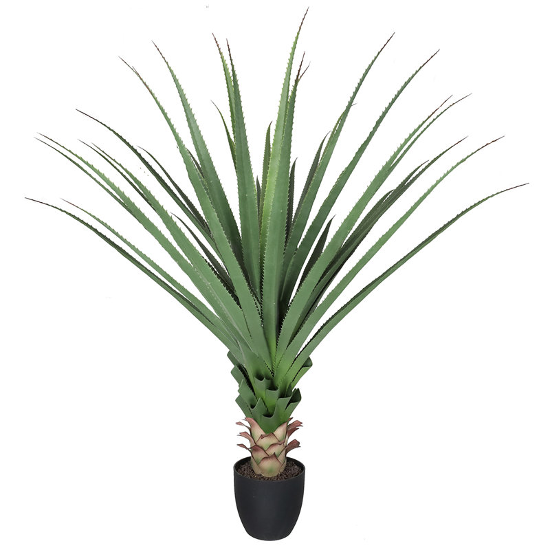 Plante Cobb 48 po
