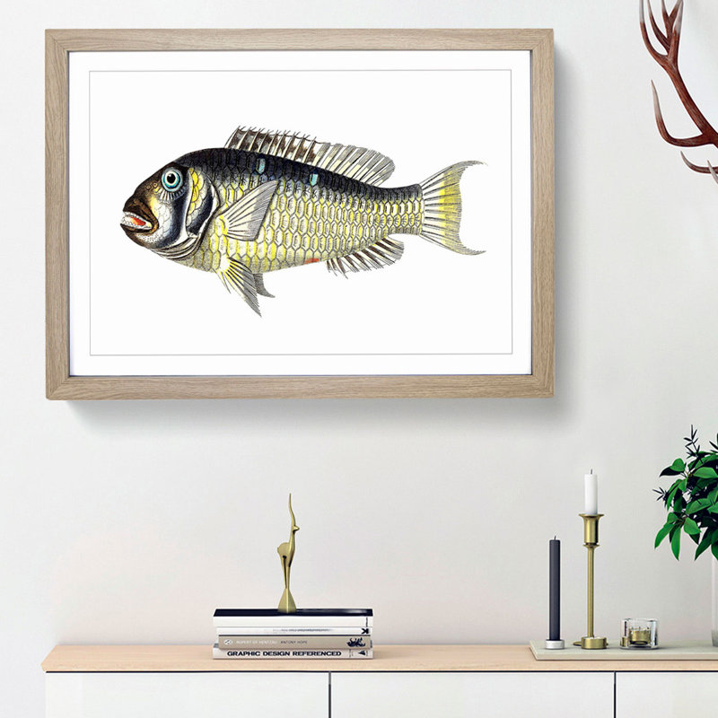 Gilt-Head Bream Fish by George Shaw - Framed Print, 27cm H x 36cm W x 2cm D, Oak Framed