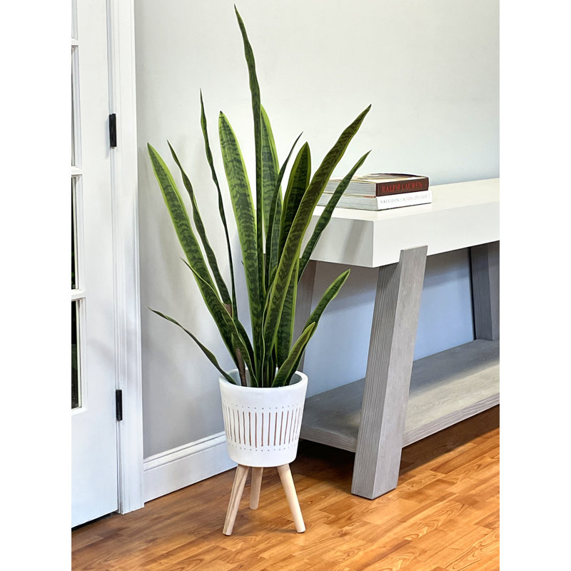 Jardinière en céramique avec pieds Snake Plant