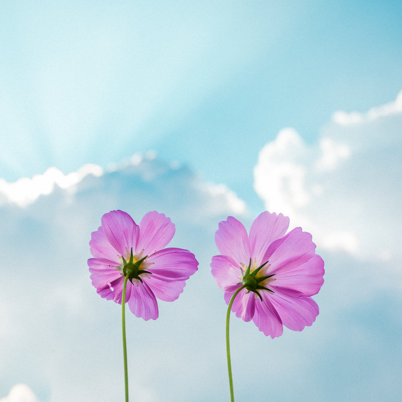 Cosmos Flowers Under Sky - Photographie sur toile tendue, H 12 po x l 12 po