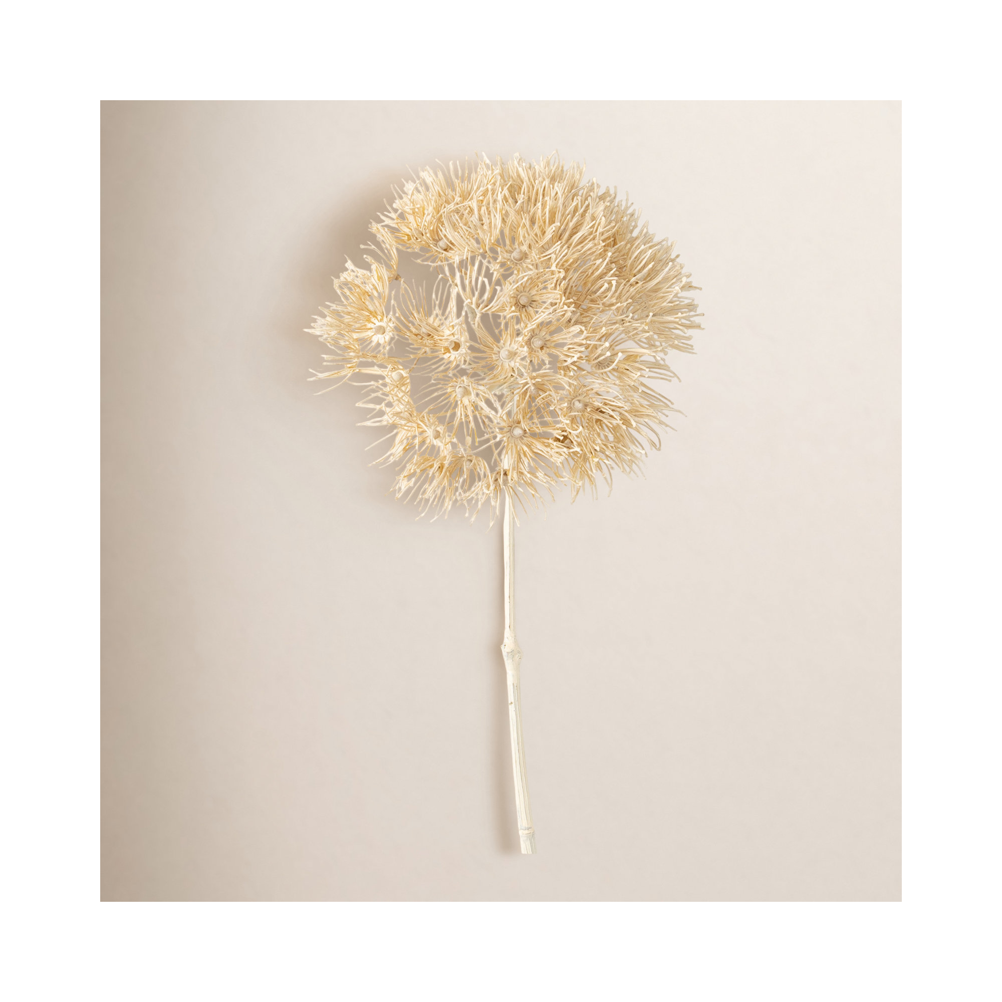 29" Dried Natural Cream Allium; Cream