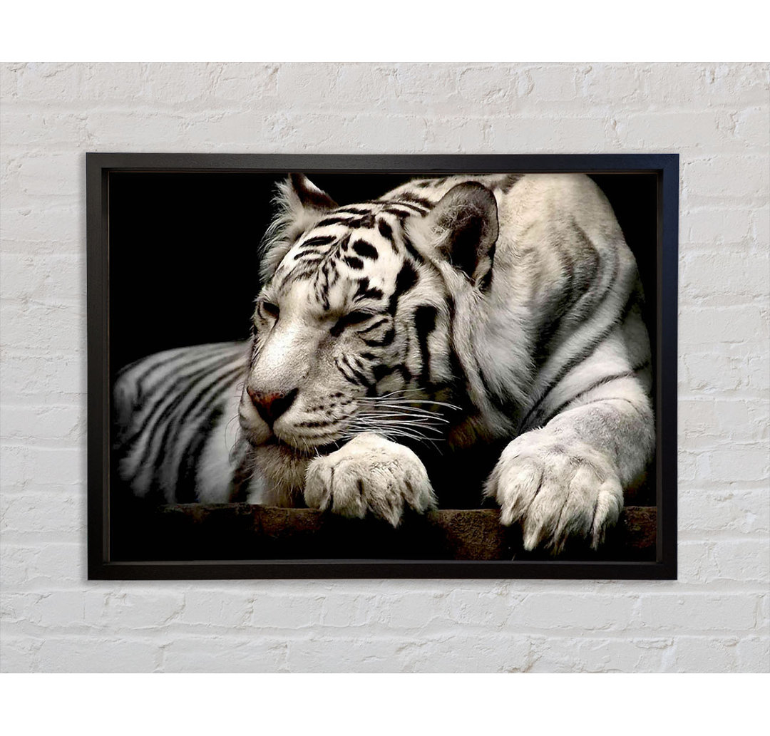 White Tiger Rest - Einzelner Bilderrahmen Kunstdrucke auf Leinwand