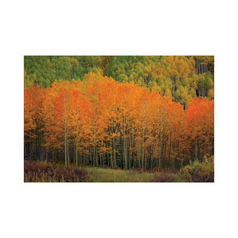 The Orange Flames Of Autumn by Bill Sherrell - Wrapped Canvas Print, 20.32cm H x 30.48cm W x 1.905cm D