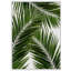 Palm Leaf III - Print-39523797-39523792