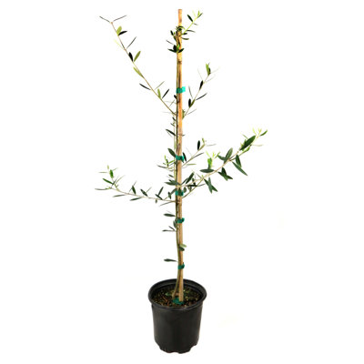 1 gal. Olive Tree