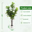 72cm Plant
