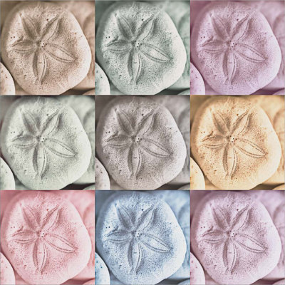 Harbor Sand Dollars By Andy Amos Canvas Wall Art