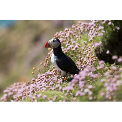 Puffin, Fratercula Arctica by Gert Hilbink - Wrapped Canvas Print