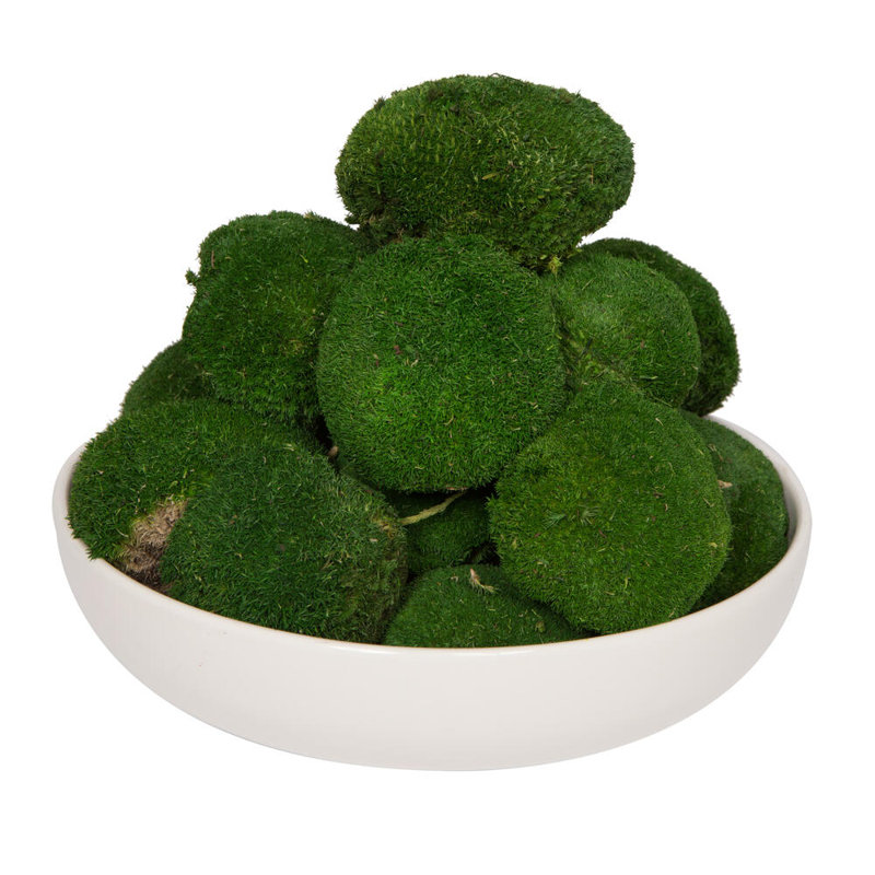 3.5'' Plant