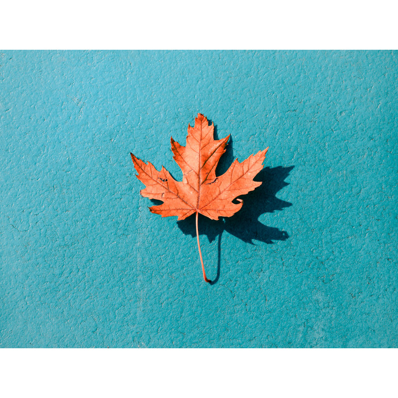 «Cyan Autumn» par Scott Norris - photographie, H 17,25 po x l 21,25 po, Papier avec cadre noir