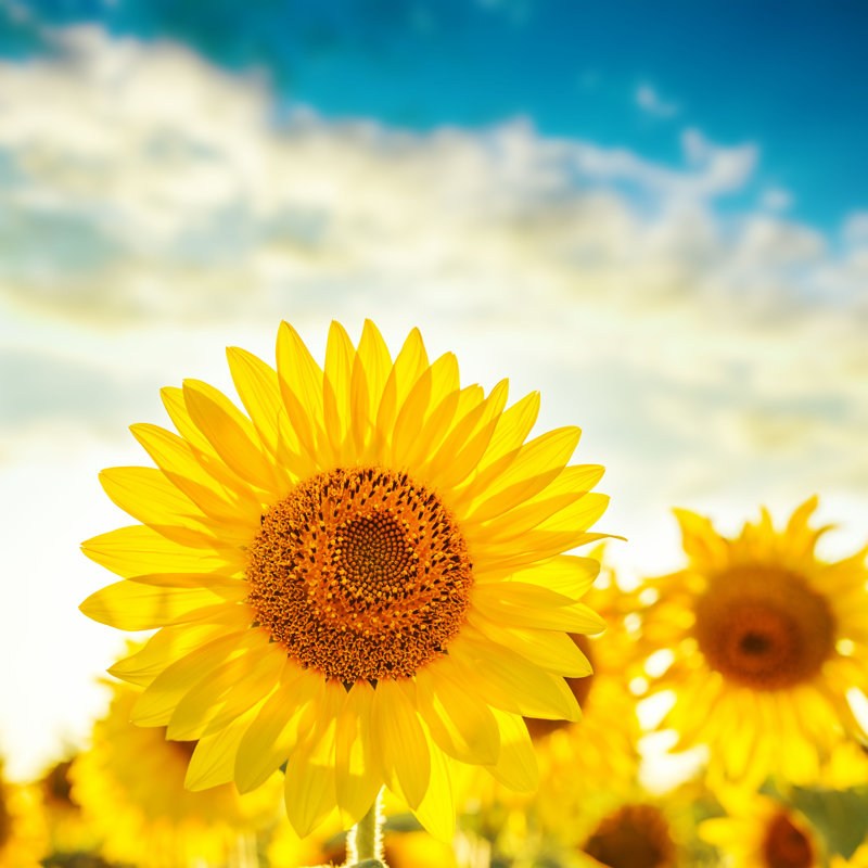 Golden Color Sunflower - Photographie sur toile tendue, H 12 po x l 12 po