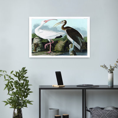 White Ibis Bird Coastal Tropical Art