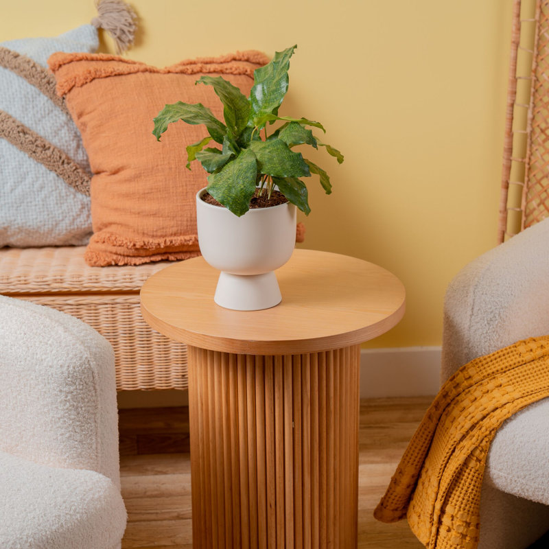 Calathea ''Network'' in Ceramic Planter