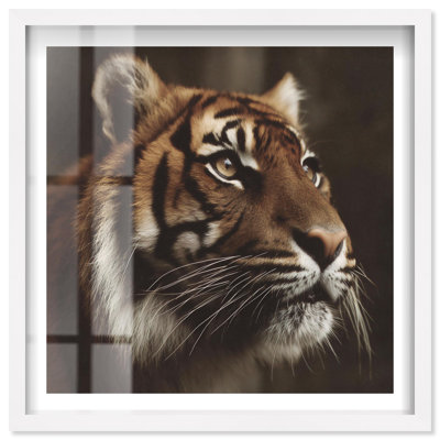 Reign Roar Shadowbox Print Tiger Wall Decor by Notoriart, White Frame, 31 x 31