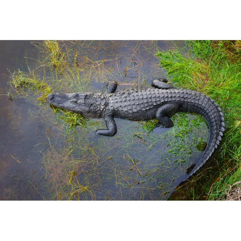 American Alligator In The Everglades Florida - No Frame Print on Canvas, 20cm H x 30cm W