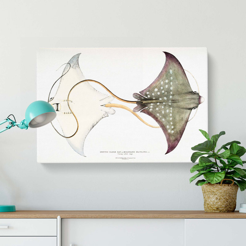 Spotted Stingray by John Edward Gray - Wrapped Canvas, 40cm H x 60cm W x 3cm D