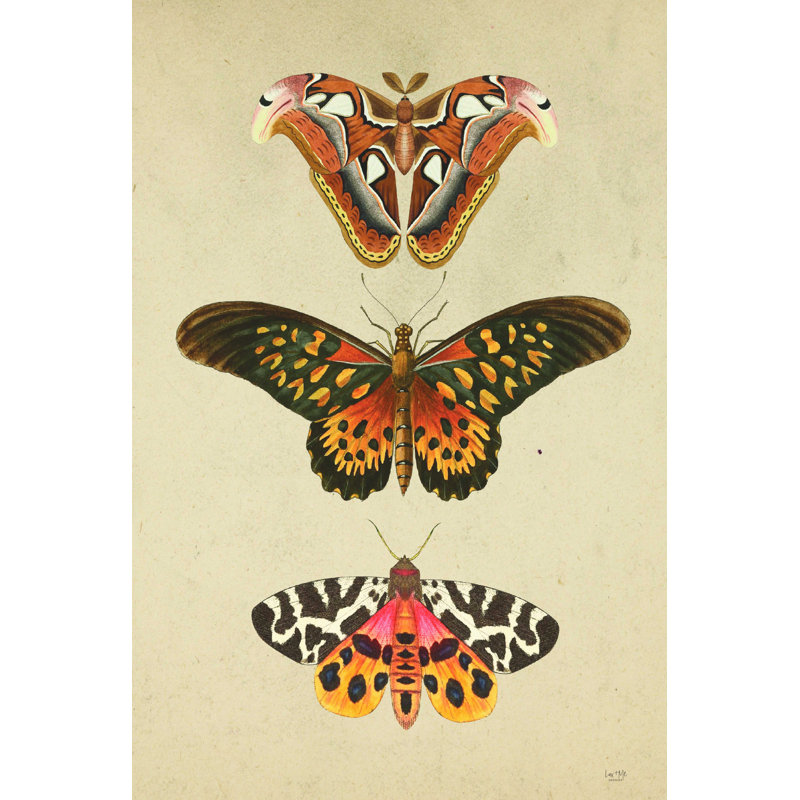 «Electra Butterfly And Moths», reproduction sur toile tendue, H 30 po x l 20 po