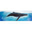 Baleine bleue