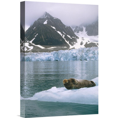 " Bearded Seal Resting On Ice Floe, Spitsbergen, Svalbard, Norwegian Arctic "