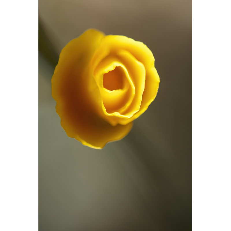 California Poppy II by Jonathan Nourock - Wrapped Canvas Print, 46cm H x 30cm W