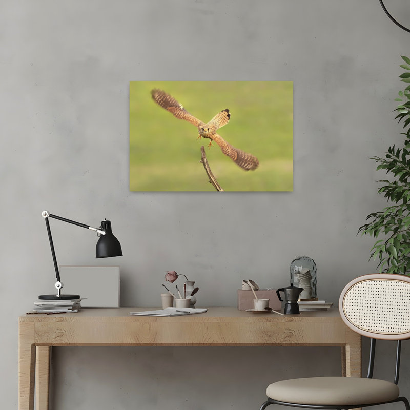 Focused Kestrel Flight Contemporary Bird Wall Art Print, 16" H x 24" W