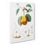 Orange Pear Tree by Giorgio Gallesio - Wrapped Canvas-55366957