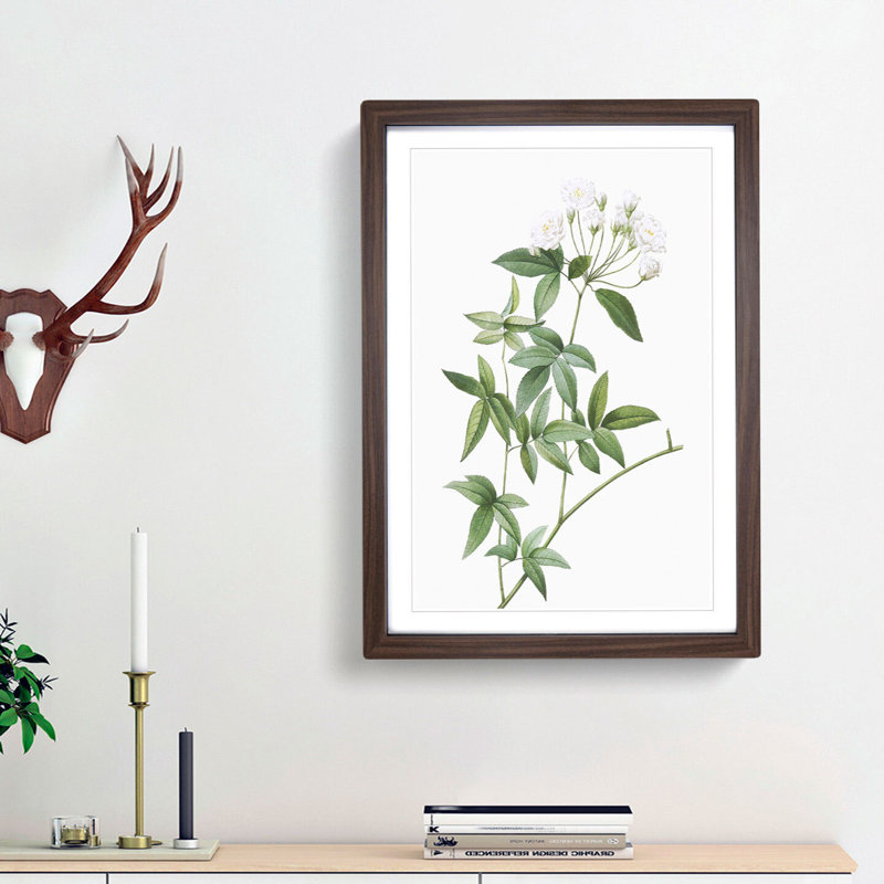 Lady Bank's Rose in White by Pierre-Joseph Redoute - Framed Print, 48cm H x 36cm W x 2cm D, Walnut Framed