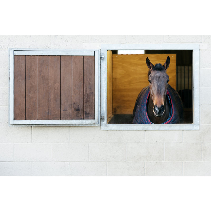 Cheval de course d'Urbancow, H 24 po x l 36 po